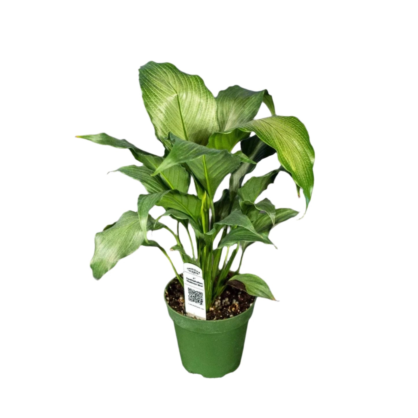 Platinum Mist Peace Lily - 4''