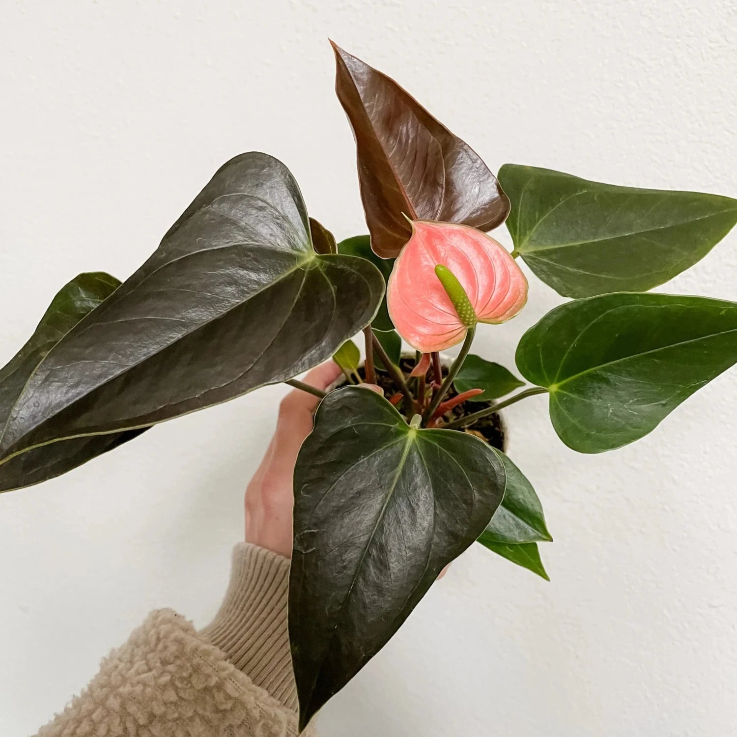 Rainbow Anthurium - 4"