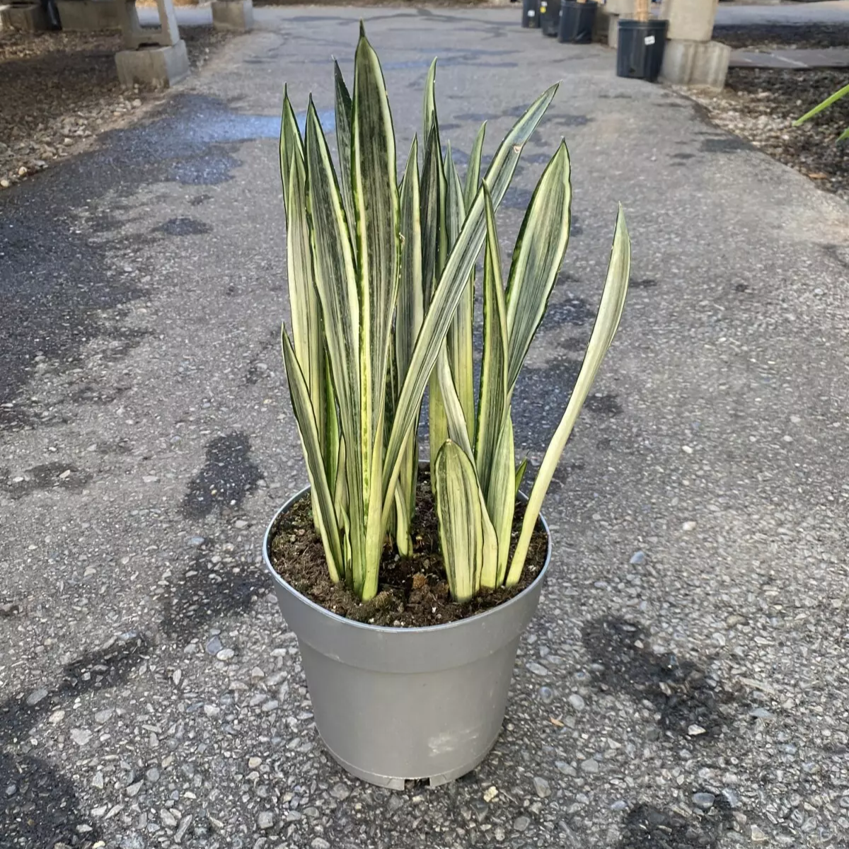 Sansevieria Bantel's Sensation - 4"