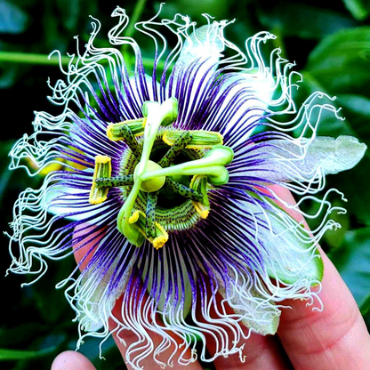 Passion Flower Possum Purple 2 Plants - Garden Perennial Vine