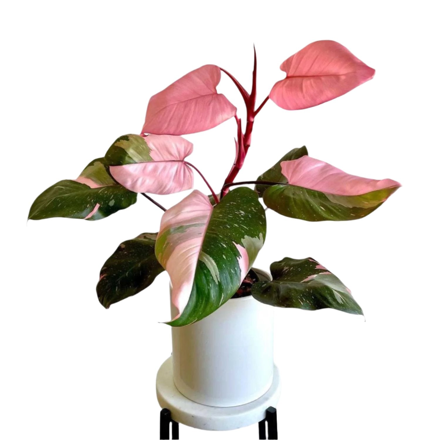 Philodendron Pink Princess - 6''