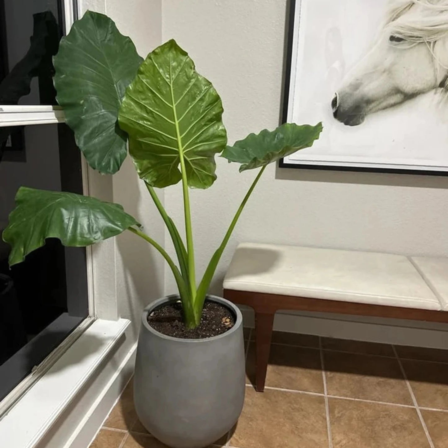 Alocasia - 'Portora' - Elephant Ear Indoor/Outdoor Tropical Plant - Cold Hardy