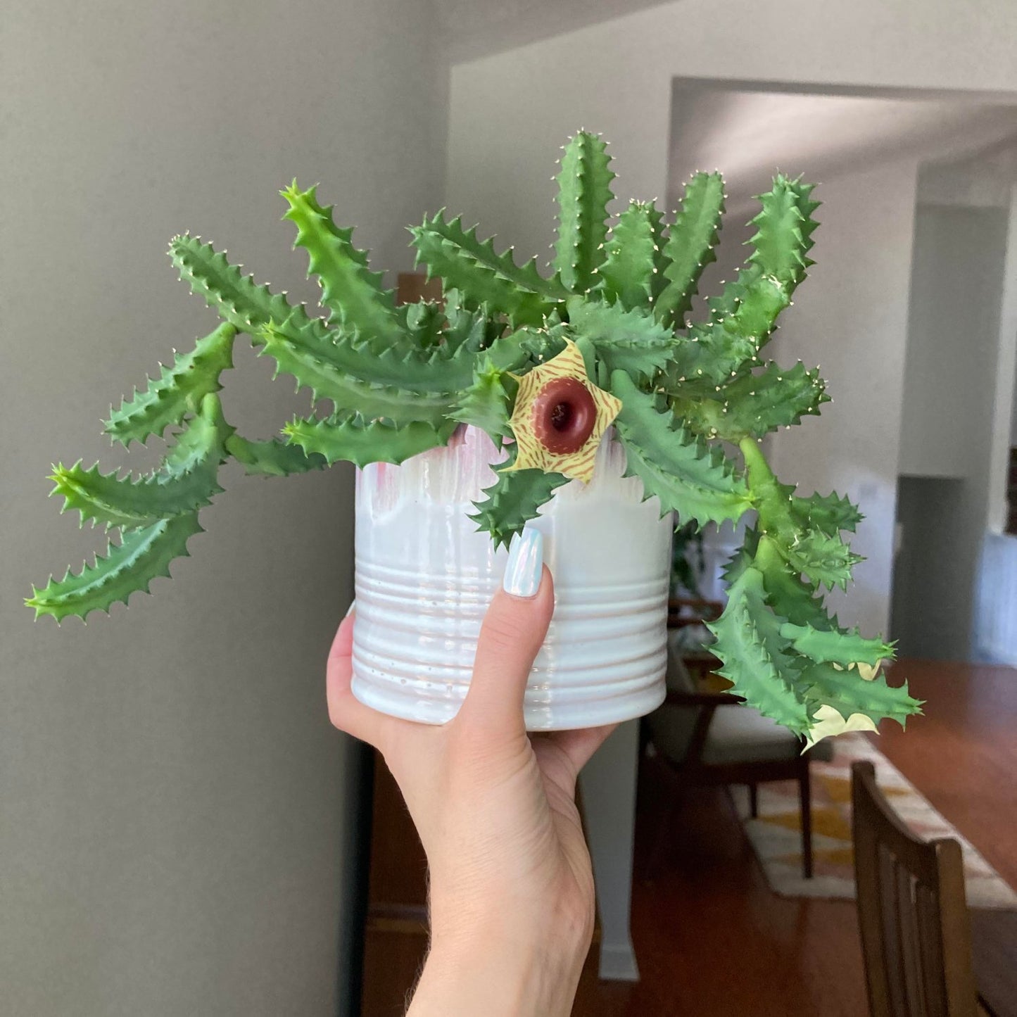 Life Saver Huernia Cactus - 3''