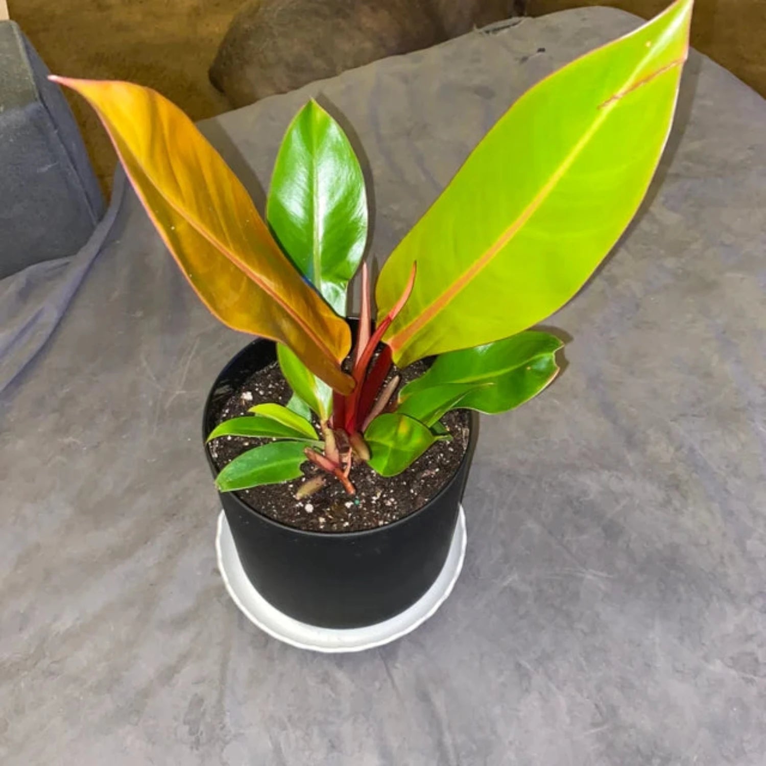 Philodendron (Prince of Orange) - 6"