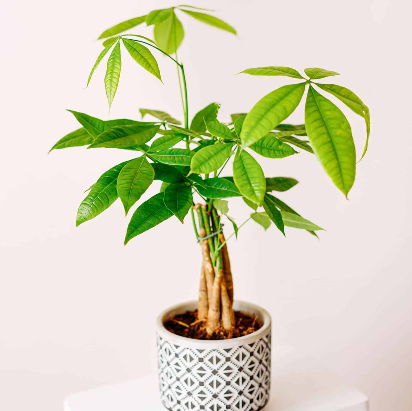 Pachira Aquatica Money Tree - 4''