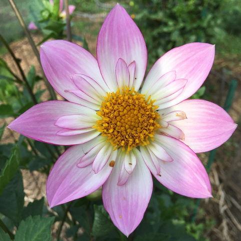 Alpen Diamond Dahlia Perennial Flower Seeds