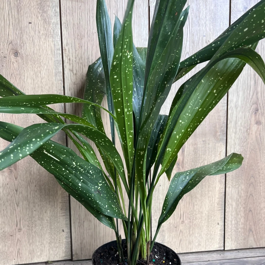 Aspidistra Elatior 'Milky Way' - 2"