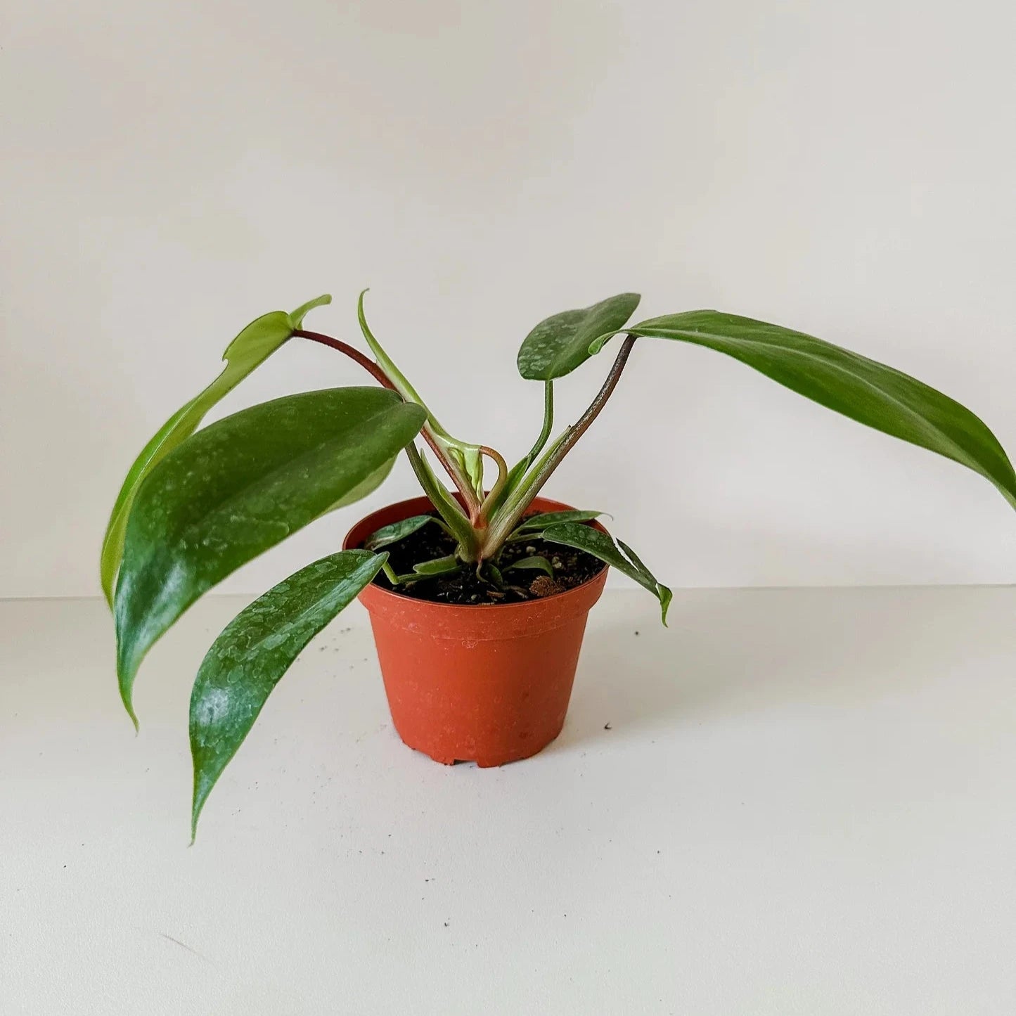 Philodendron Pedatum Dwarf - 4"