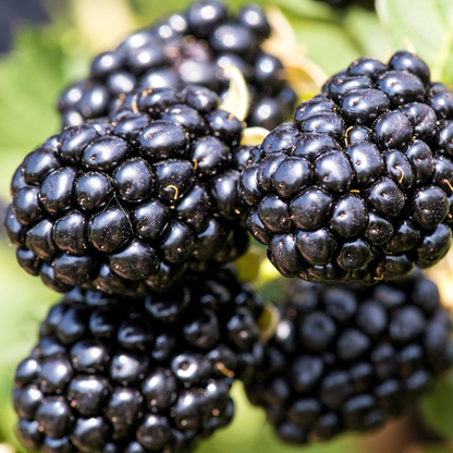 Thornless Blackberry - Rubus - “Ponca" - 2 Plants - Easy to Grow