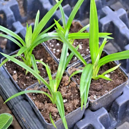 Pandanus amaryllifolius - Pandan leaf - Asian cooking herb - Live Plant