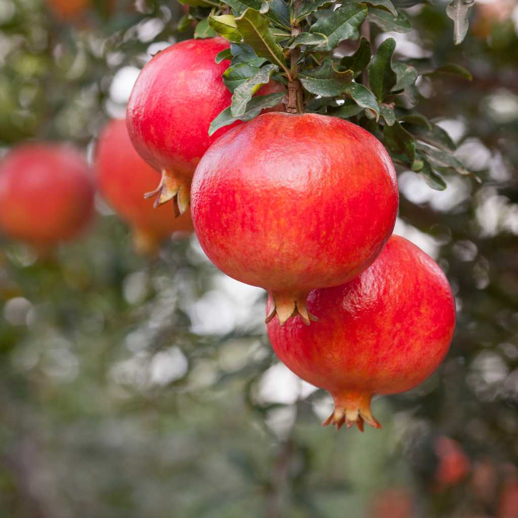 Sirenevyi Pomegranate