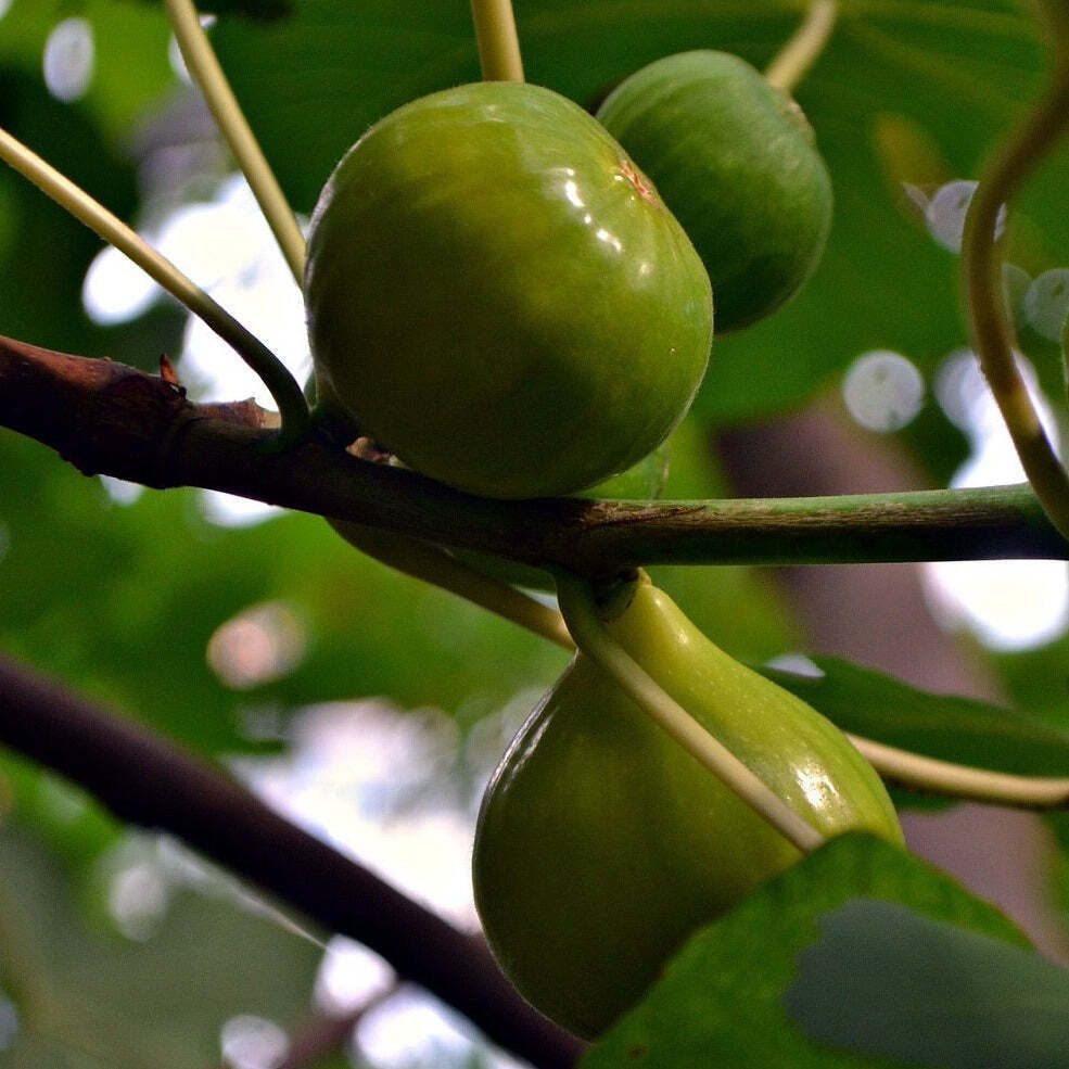 Ischia Fig - Ficus carica - Live Well Rooted STARTER Plant SPRING