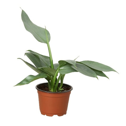 Philodendron Silver Sword - 6"