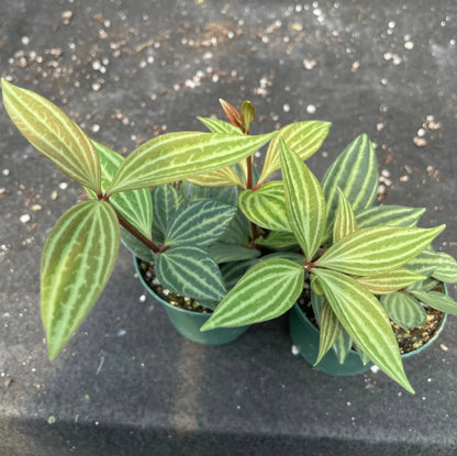 Peperomia Tetragona (Watermelon Stilt) -4''