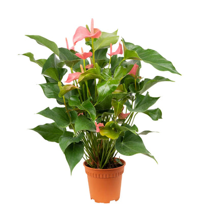 Surprise Anthurium - 4"