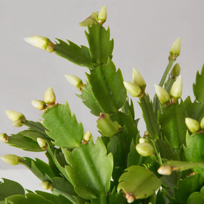 Yellow Christmas Cactus - 6''