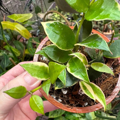 Hoya Lacunosa - 4"