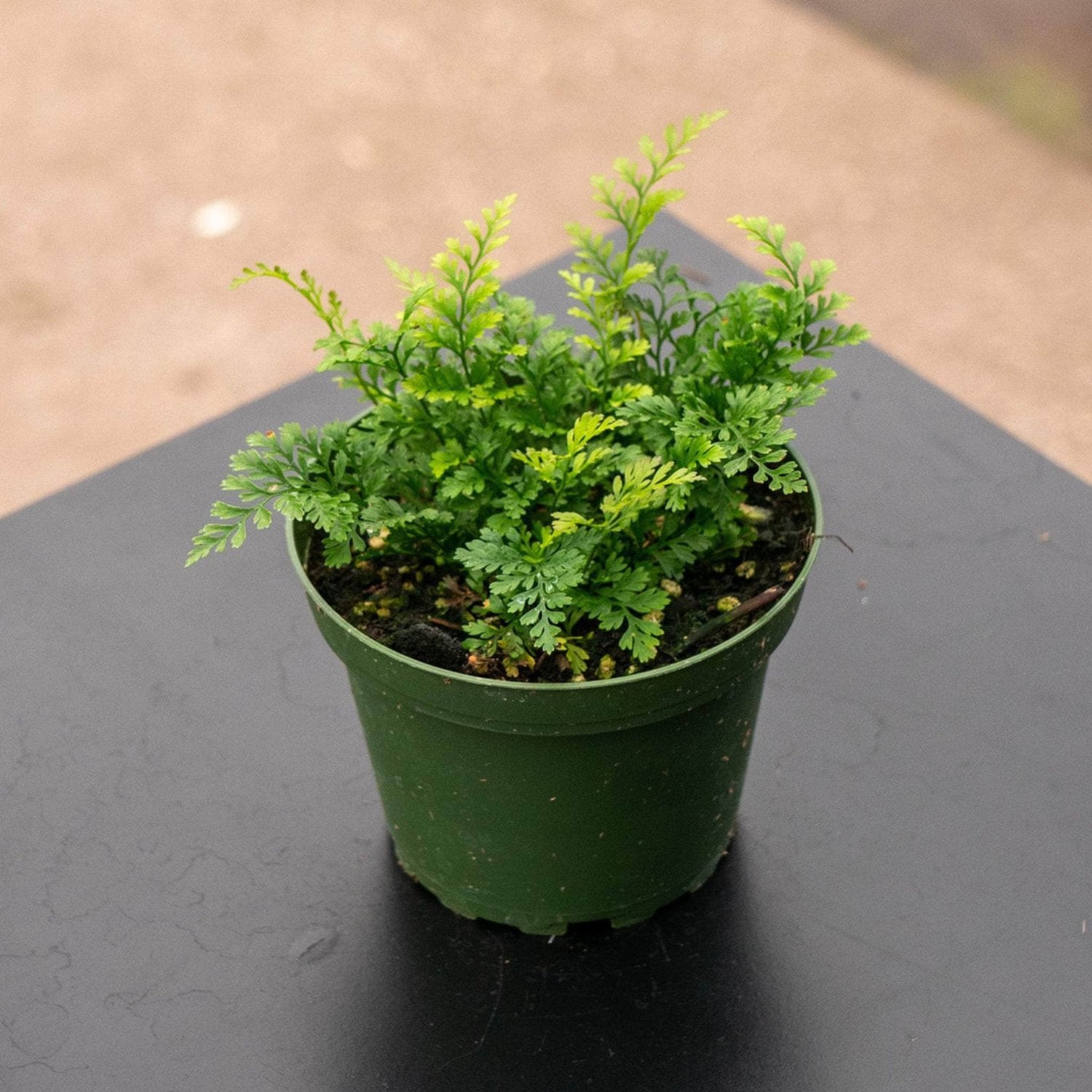 Rabbit's Foot Fern - 4''