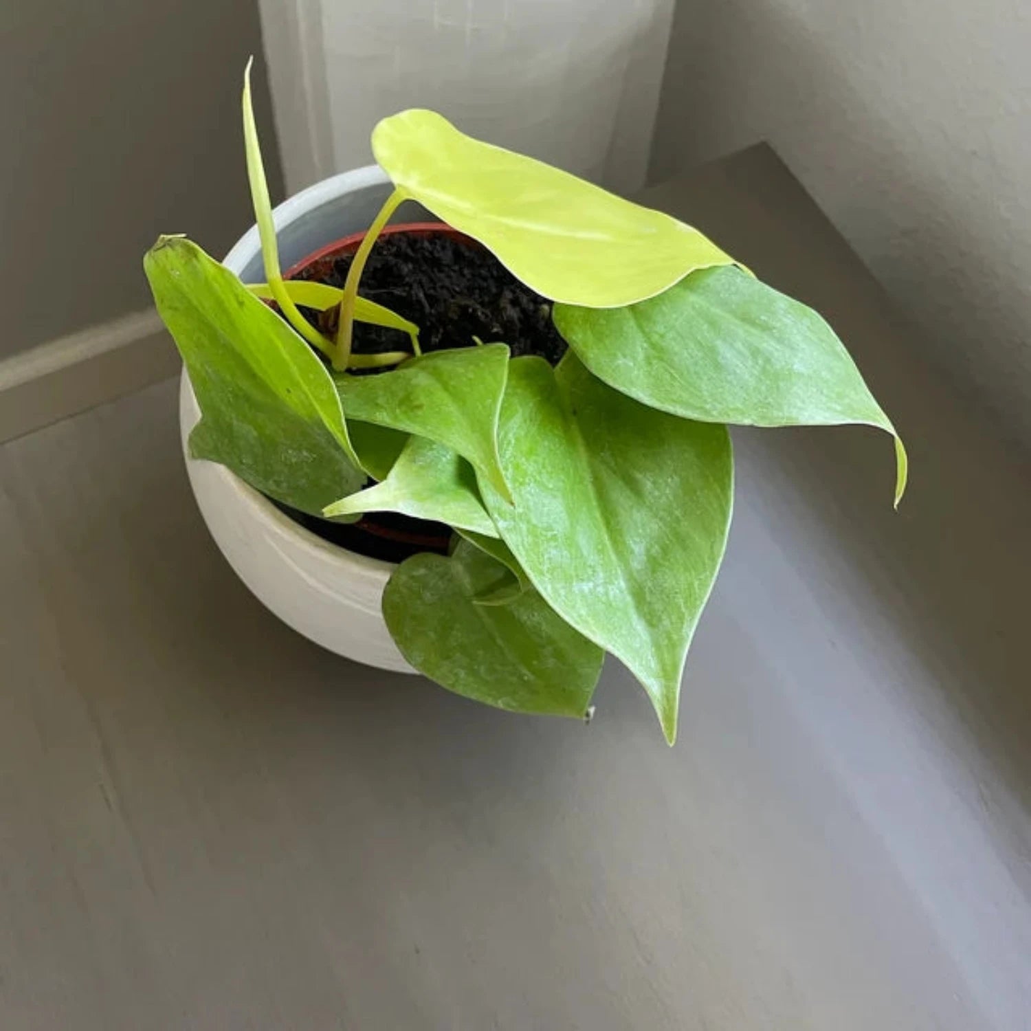 Philodendron Neon Cordatum - 4"