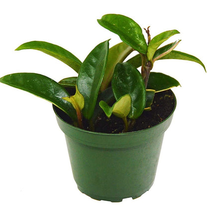 Green Jade Wax Plant - 2"