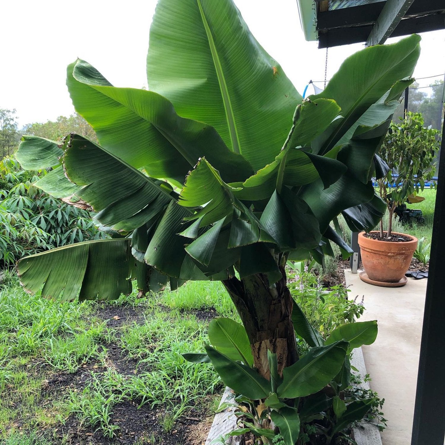 Musa - 'Gran Nain' - Banana Tree - Live Plant