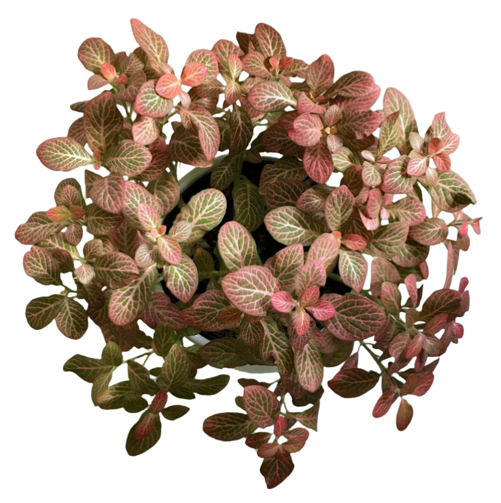 Pink Fittonia - 4"