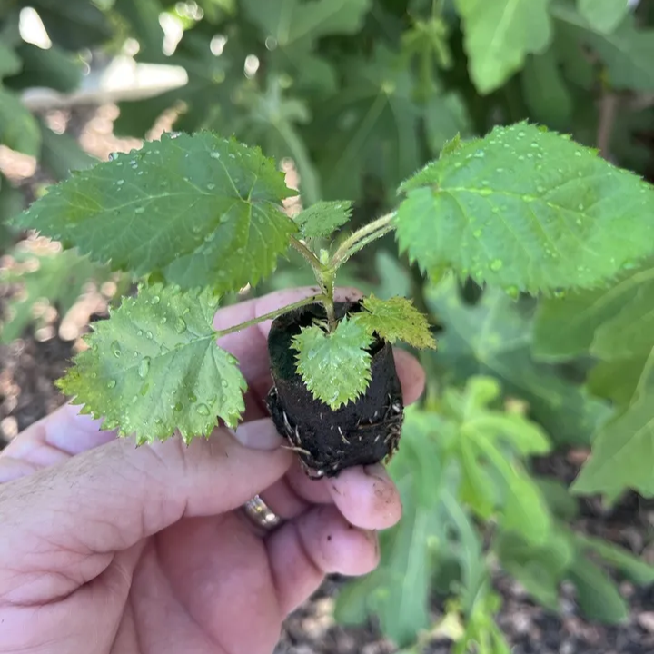 Big Daddy Thornless Blackberry Live Plants