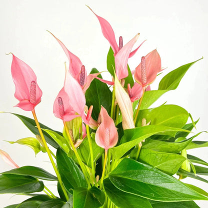 Variegated Pink & White Anthurium - 6''