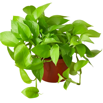 Neon Pothos - 6"