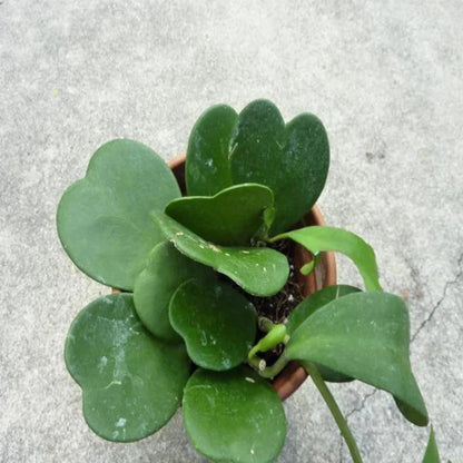 Hoya Kerrii Non-Variegated - 6"