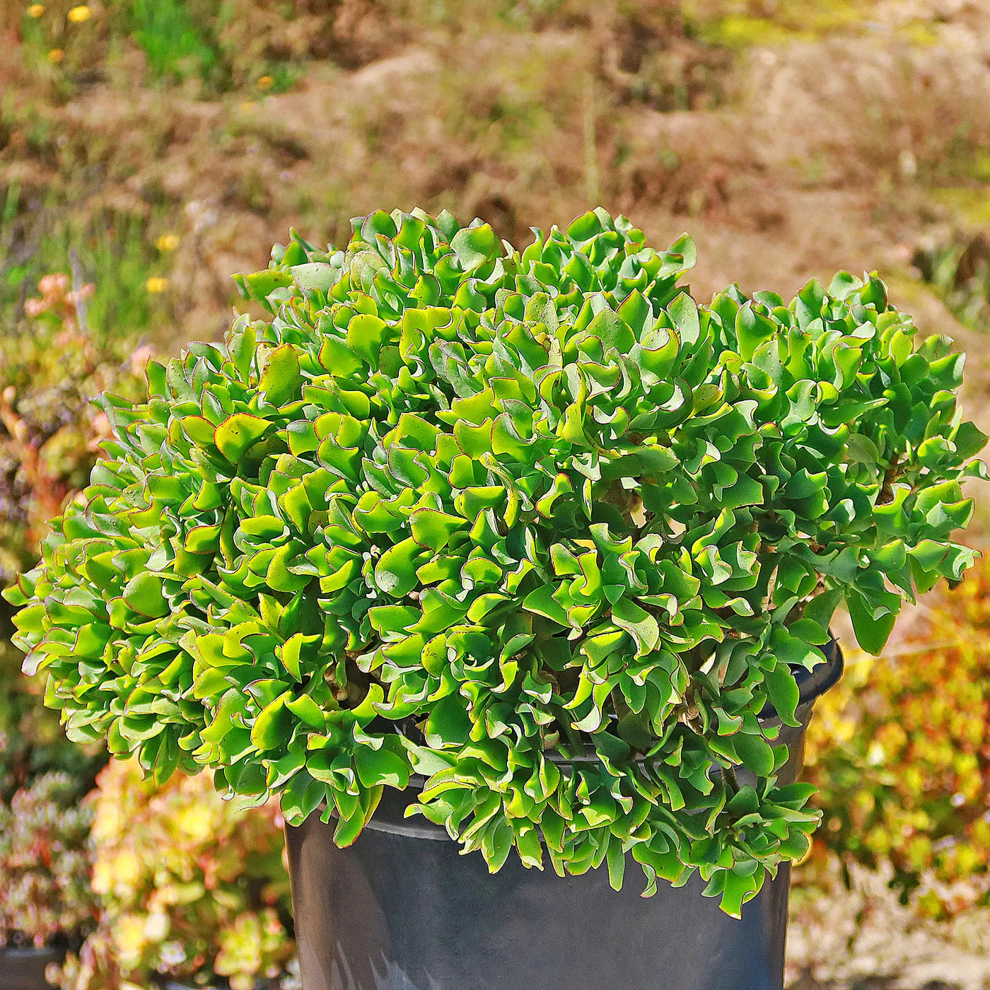 Curly Jade Succulent - 3''