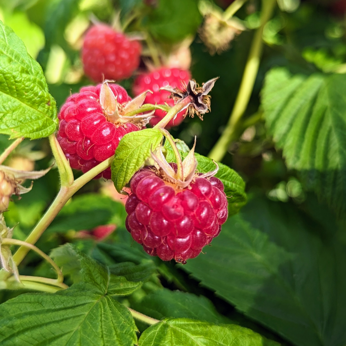 Nantahala RED RASPBERRY (1) Live Rooted Plant