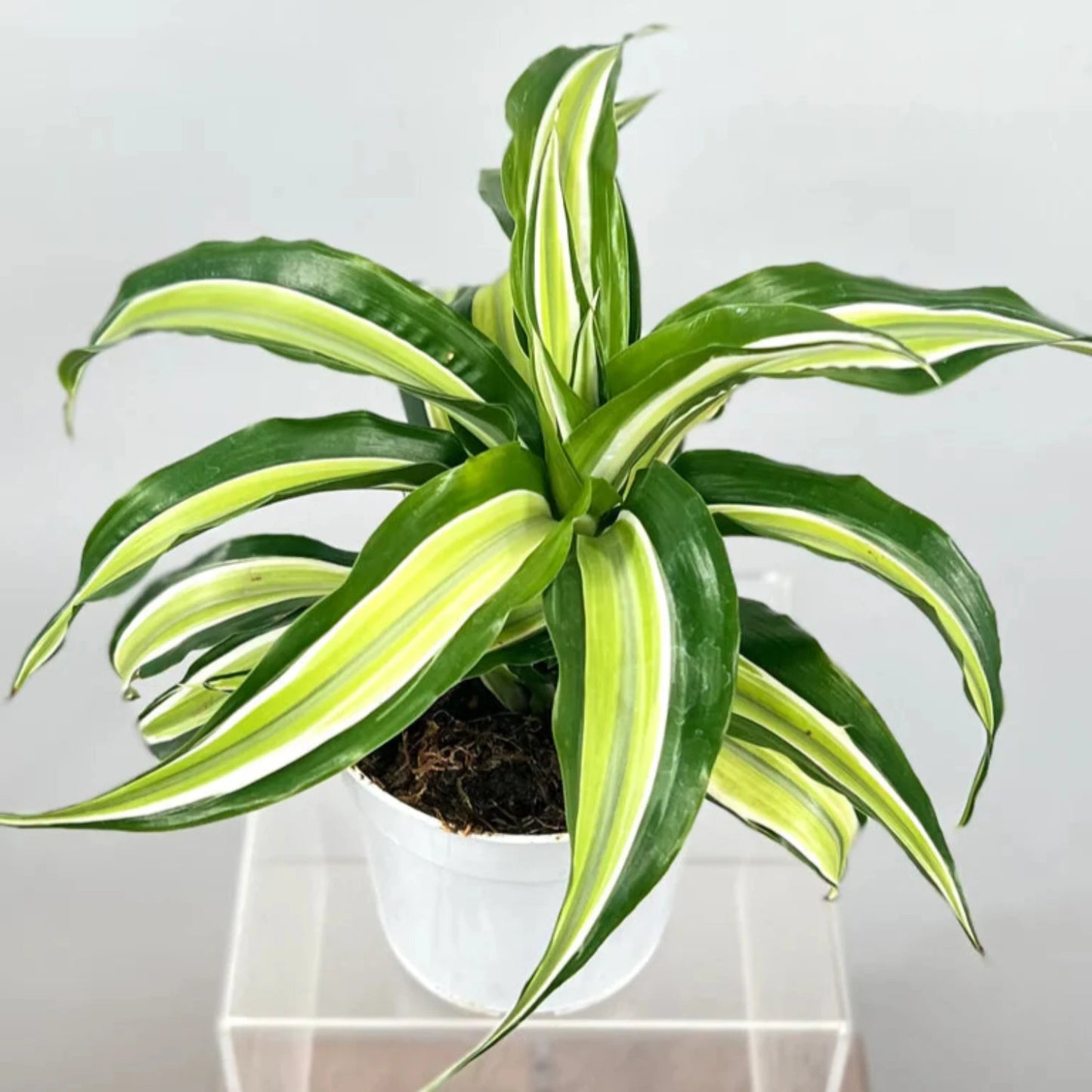 Dracaena Combo 3 pots - 4''