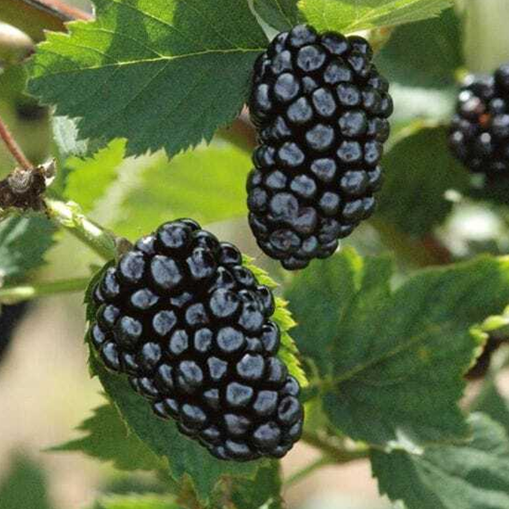 Thornless Blackberry - Rubus - Combo-Pack -15 Plants