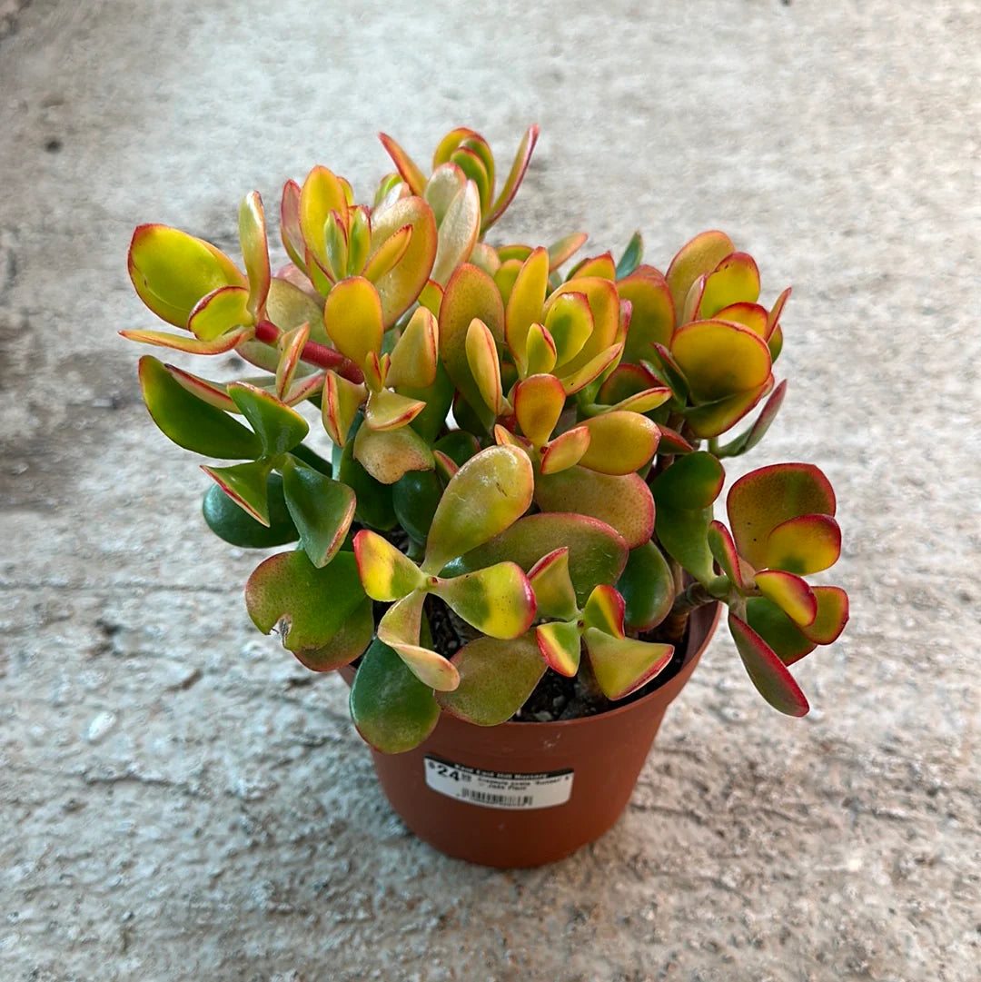 Crassula Ovata (Sunset Jade) - 4''