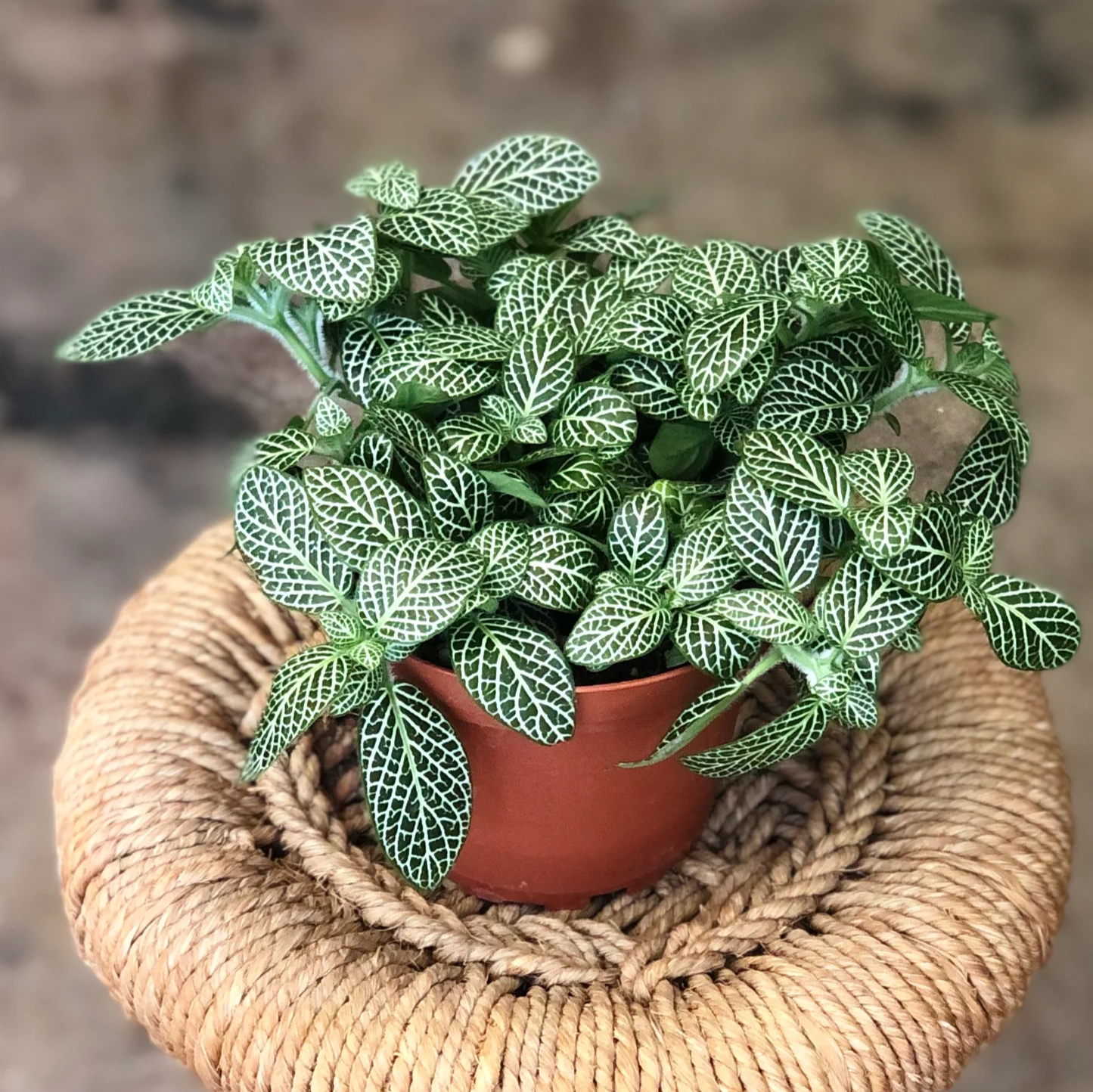 White Fittonia - 6"