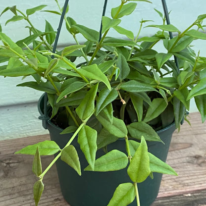 Hoya Lanceolata 'Bella' - 6"