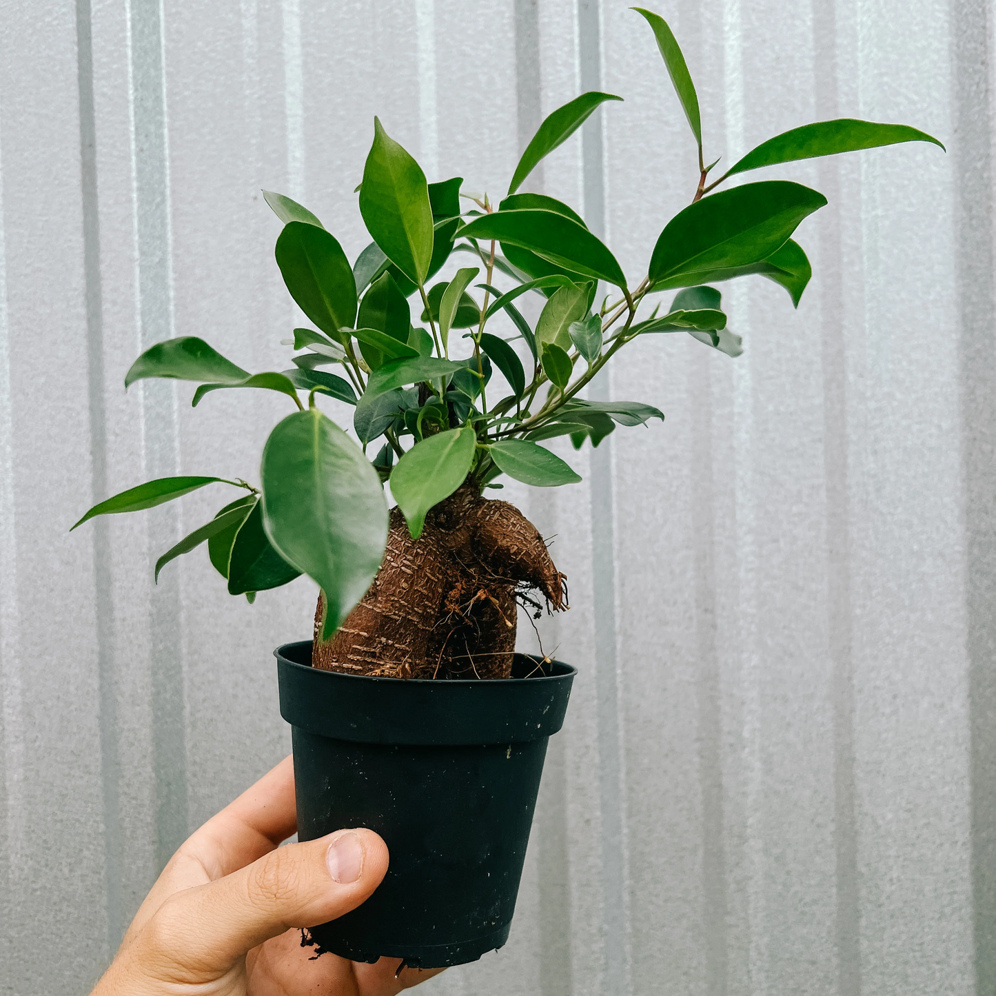 Ficus Microcarpa Ginseng - 4"