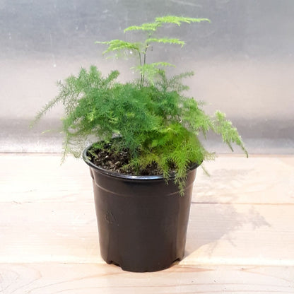 Plumosa Fern - 4''