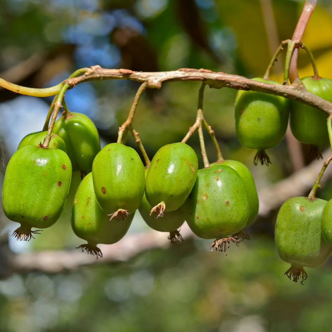 Issai Kiwi 1 Plant Garden Plant Cold Hardy Fast Vine. Arctic Grape NOT SEEDS!