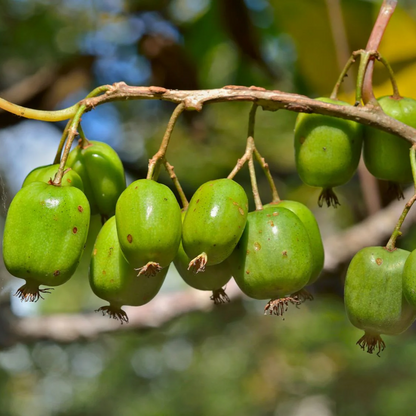 Issai Kiwi 1 Plant Garden Plant Cold Hardy Fast Vine. Arctic Grape NOT SEEDS!