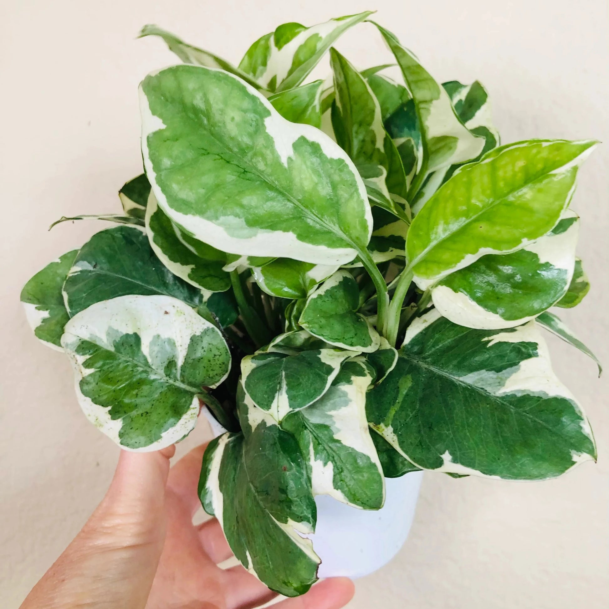 Pothos ('N Joy') - 4''