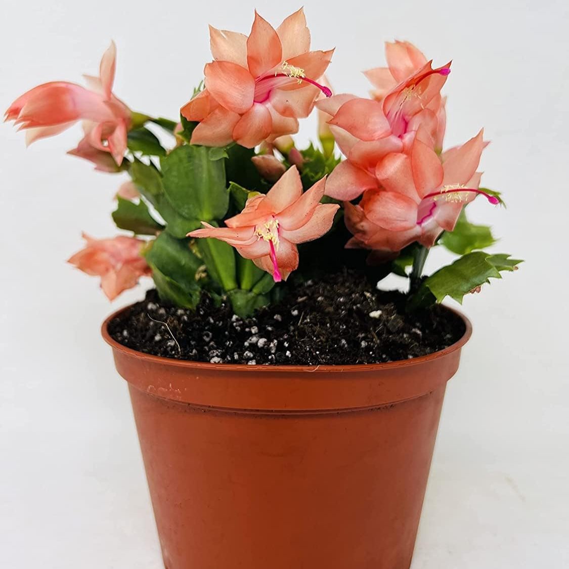 Zygocactus Orange Christmas Cactus - 4"