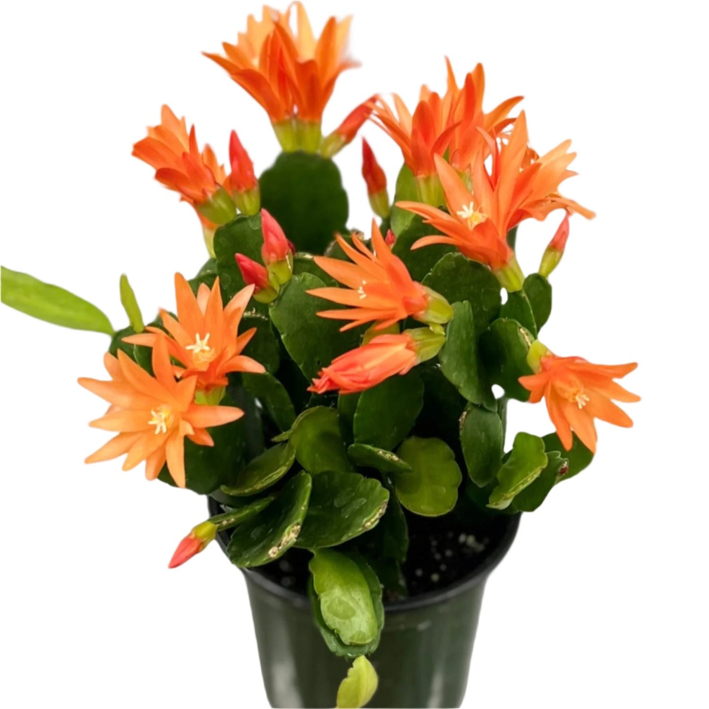 Spring Cactus Surprise Color - 2"