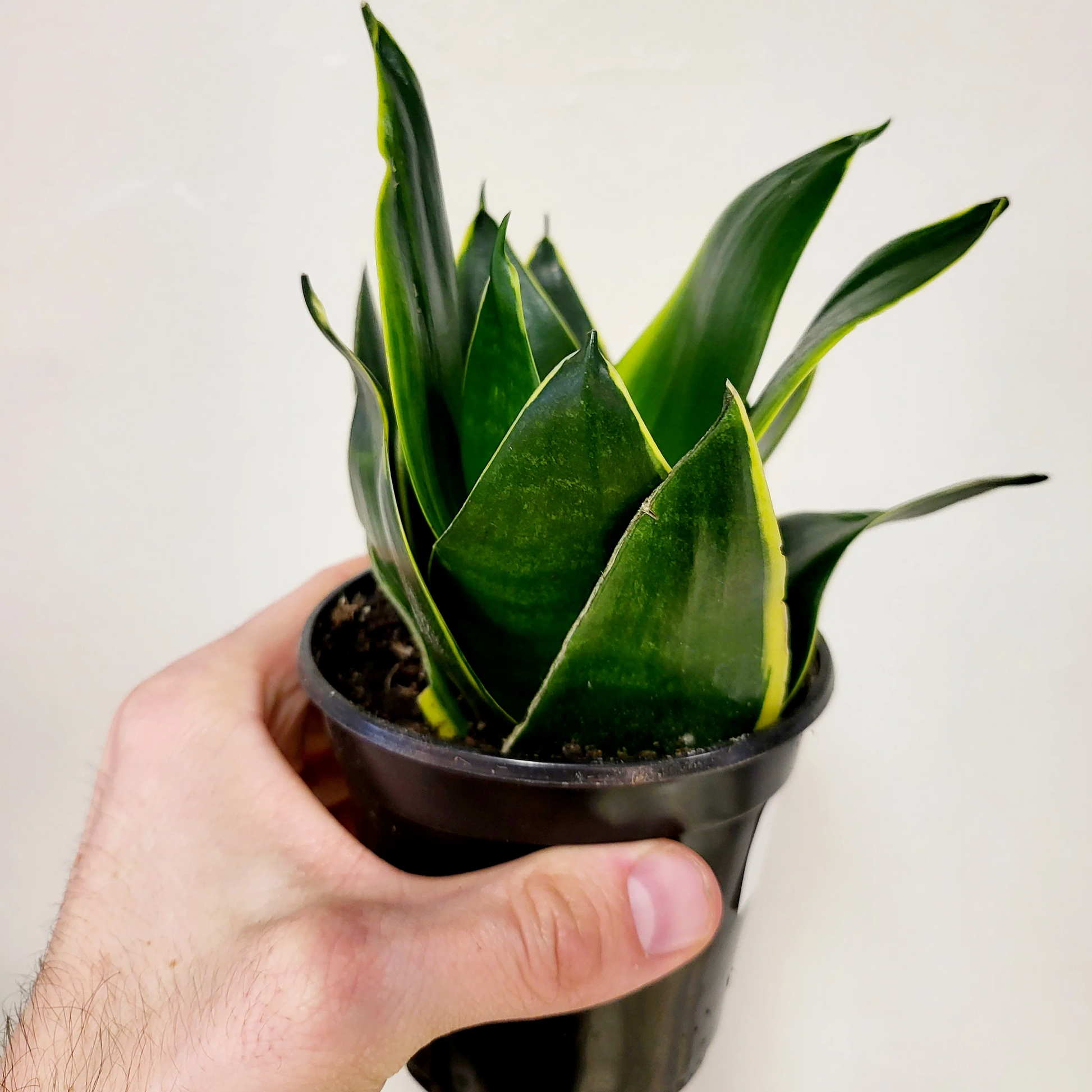 Sansevieria Snake Plant Emerald Star - 4"