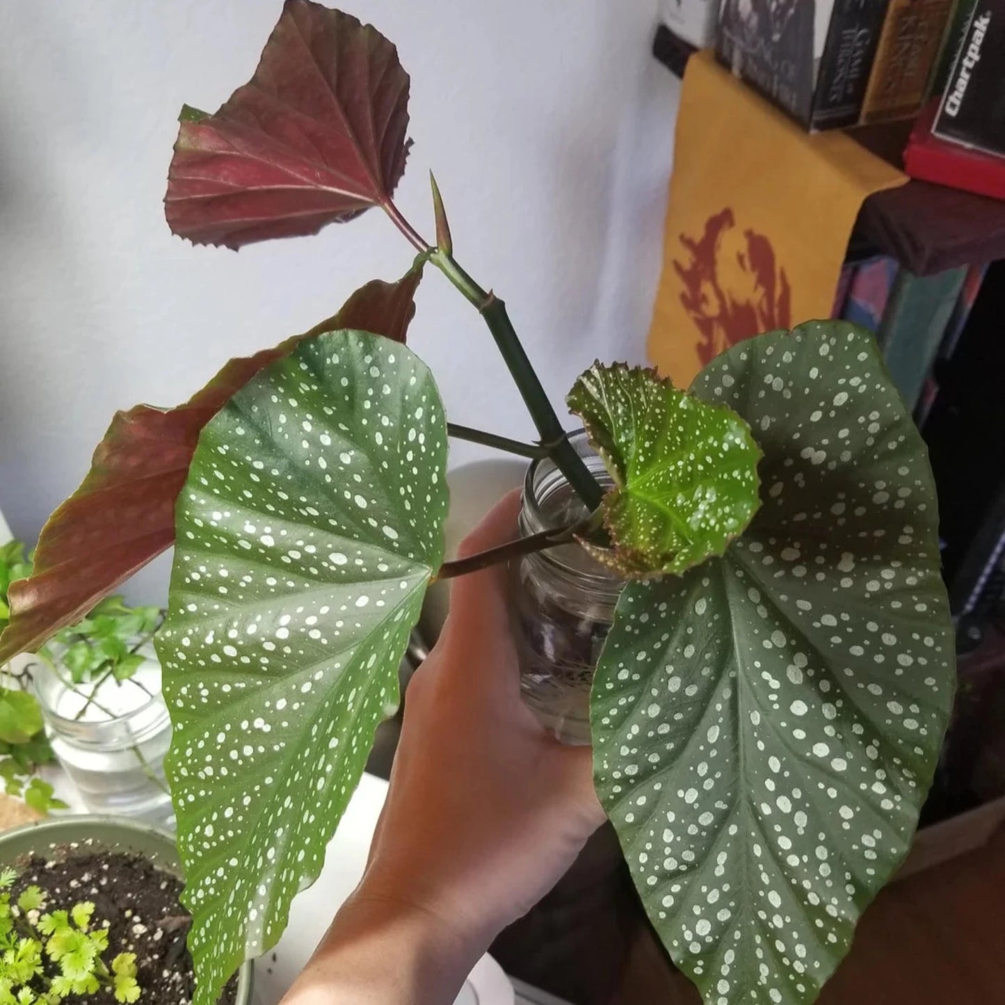 Begonia Angel Wing - 4''