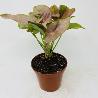 Strawberry Syngonium - 2''