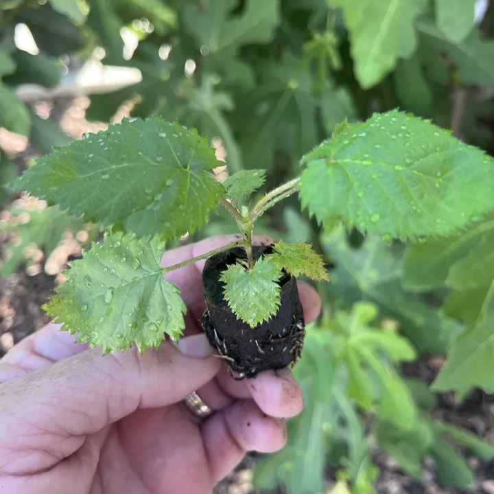 8 Pack - Big Daddy Thornless Blackberry Live Plants Outdoor Garden