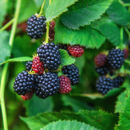 Thornless Blackberry - Rubus - “Ponca" - 10 Plants