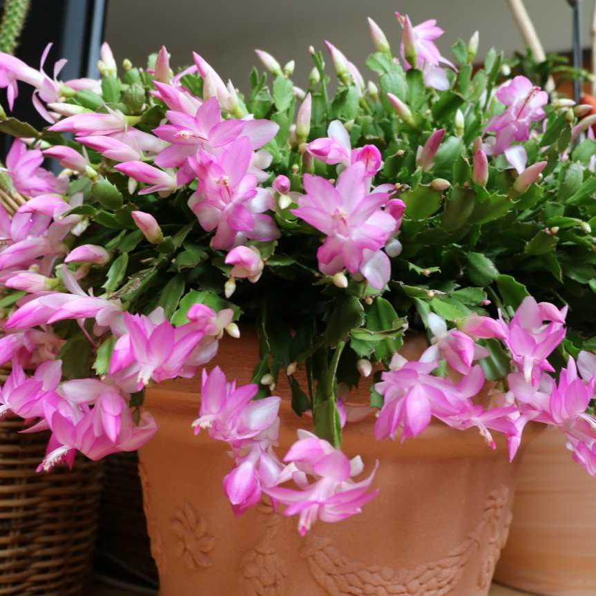 Rose Christmas Cactus - 4''